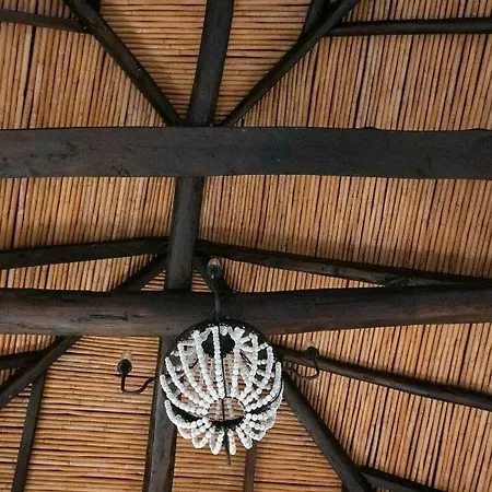 Positivespace Olive Tree * Léfktro