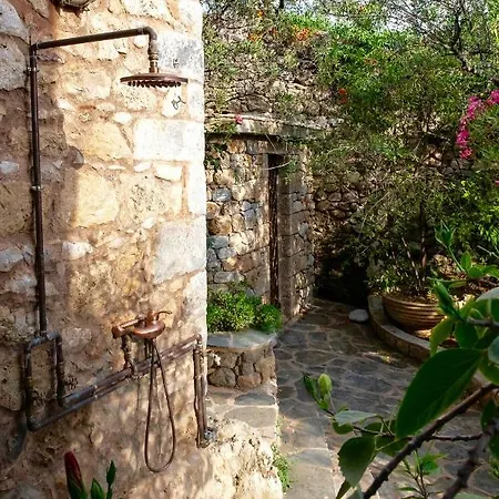 Positivespace Olive Tree