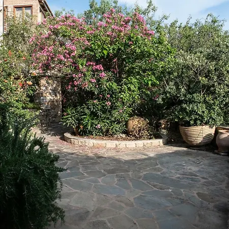 Positivespace Olive Tree