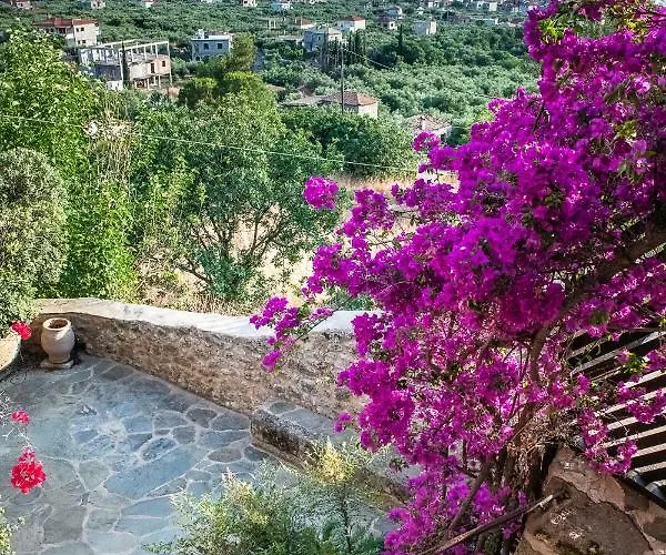 Positivespace Olive Tree Willa *