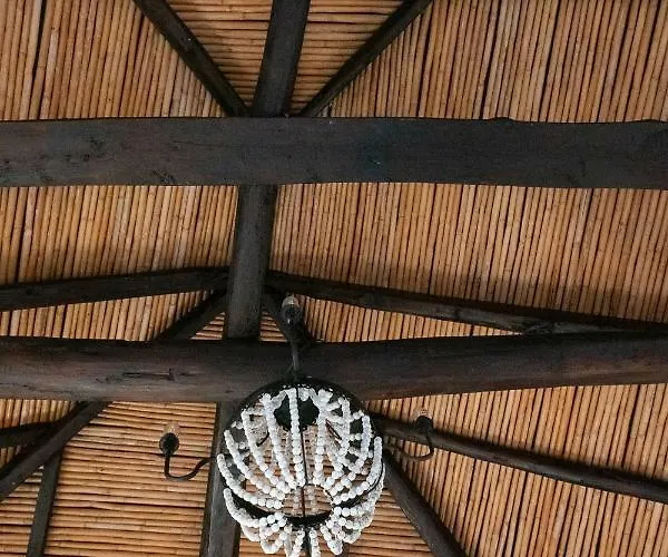 Positivespace Olive Tree * Lévktron