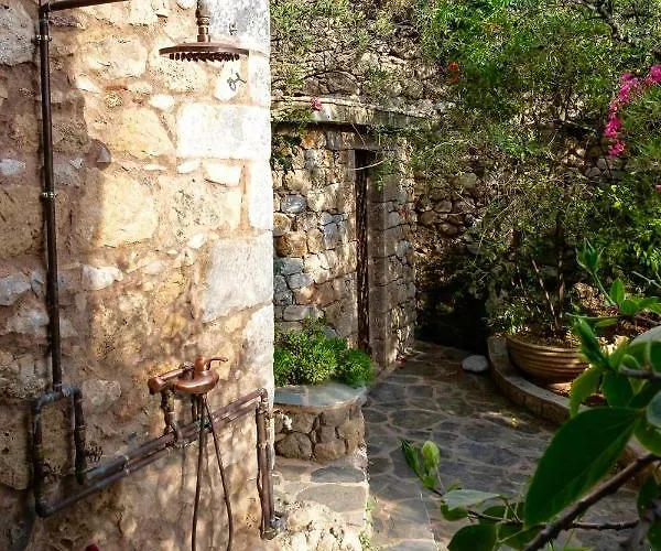 Positivespace Olive Tree