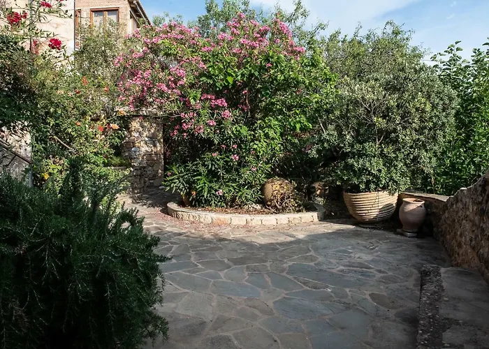 Positivespace Olive Tree