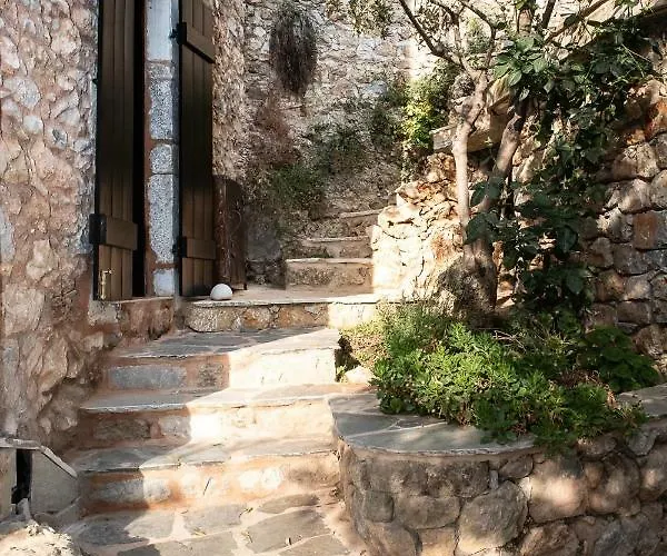 Positivespace Olive Tree Willa *